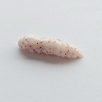 Nástraha Pupa 1.5" FishUP Limited edition 2020, White/Red